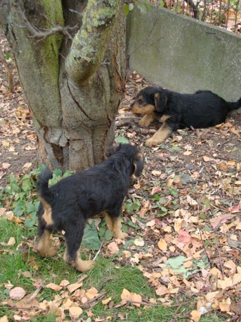 chiots_7semaines_gamins_10.JPG