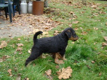 chiots_7semaines_gamins_11.JPG