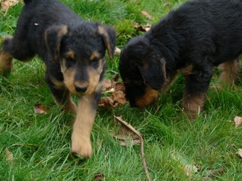 chiots_7semaines_gamins_12.JPG