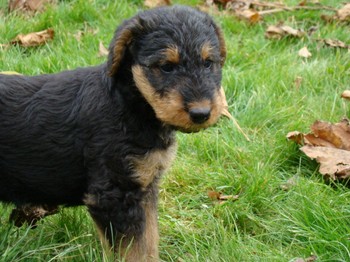chiots_7semaines_gamins_13.JPG