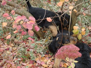 chiots_7semaines_gamins_2.JPG