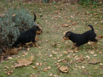 chiots_7semaines_gamins_3.JPG