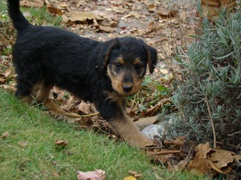 chiots_7semaines_gamins_4.JPG