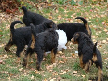chiots_7semaines_gamins_5.JPG