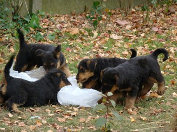 chiots_7semaines_gamins_6.JPG