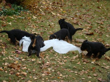 chiots_7semaines_gamins_7.JPG