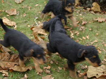chiots_7semaines_gamins_8.JPG