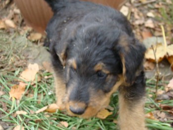 chiots_7semaines_gamins_9.JPG