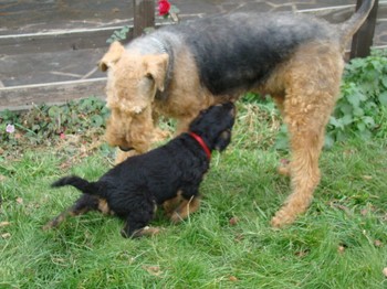 chiots_7semaines_kimby_1