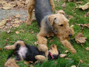 chiots_7semaines_kimby_2.JPG
