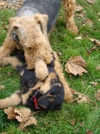 chiots_7semaines_kimby_3.JPG