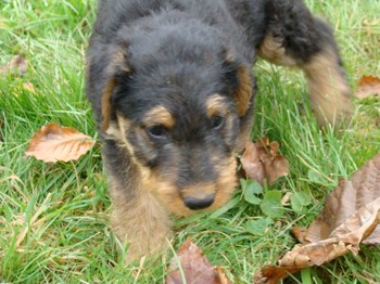 chiots_7semaines_kimby_4.JPG