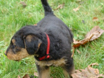 chiots_7semaines_kimby_5.JPG