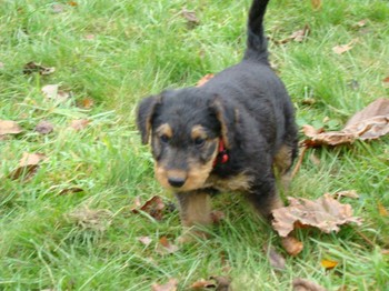 chiots_7semaines_kimby_6.JPG