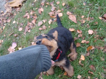chiots_7semaines_kimby_7.JPG