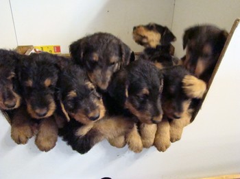 chiots_7semaines_les8_1