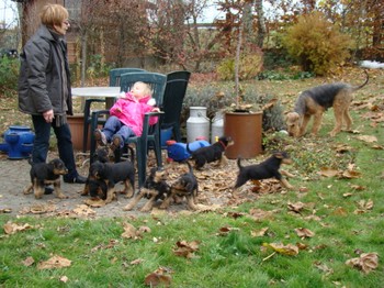 chiots_7semaines_les8_10.JPG