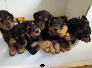 chiots_7semaines_les8_2.JPG