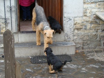 chiots_7semaines_les8_3.JPG