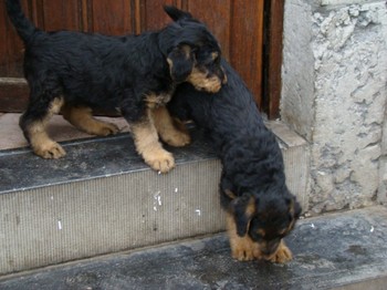 chiots_7semaines_les8_4.JPG