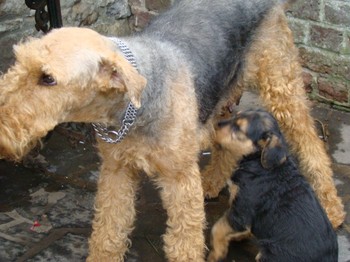 chiots_7semaines_les8_5.JPG