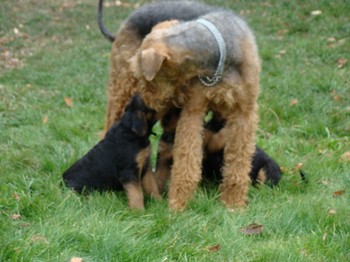 chiots_7semaines_les8_6.JPG