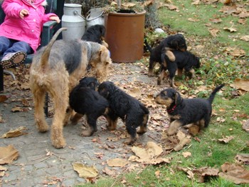 chiots_7semaines_les8_8.JPG