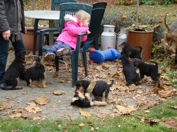 chiots_7semaines_les8_9.JPG