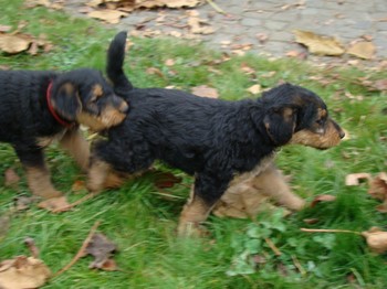 chiots_7semaines_vinciane_1