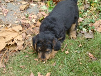 chiots_7semaines_vinciane_2.JPG