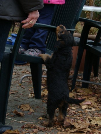 chiots_7semaines_vinciane_3.JPG