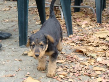chiots_7semaines_vinciane_4.JPG