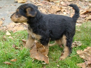 chiots_7semaines_vinciane_5.JPG
