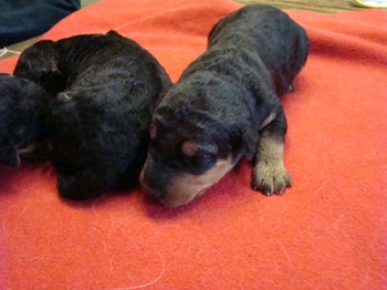chiots_9jours_1
