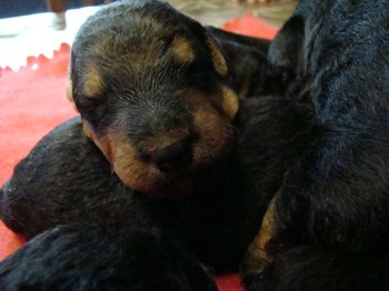 chiots_9jours_10