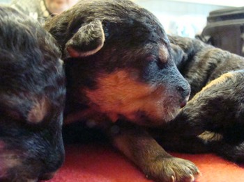 chiots_9jours_11