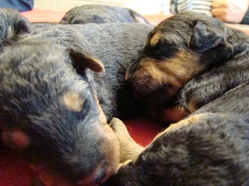 chiots_9jours_12