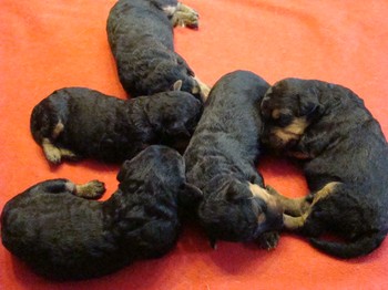 chiots_9jours_13