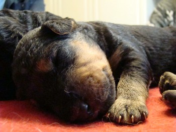 chiots_9jours_14