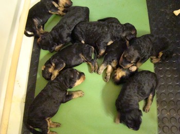 chiots_9jours_15
