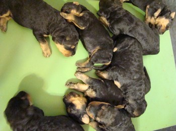 chiots_9jours_16