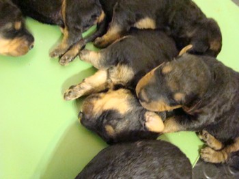 chiots_9jours_17