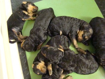 chiots_9jours_18