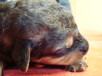 chiots_9jours_2