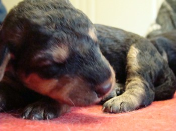 chiots_9jours_3