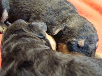 chiots_9jours_4