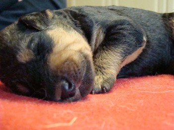 chiots_9jours_5