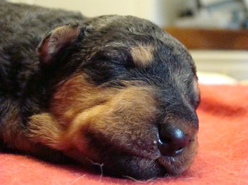 chiots_9jours_6