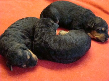 chiots_9jours_7