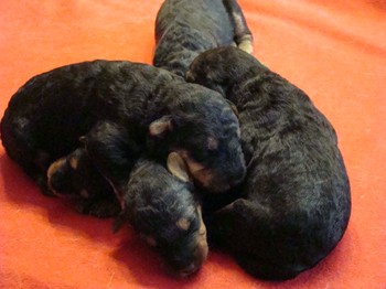 chiots_9jours_8